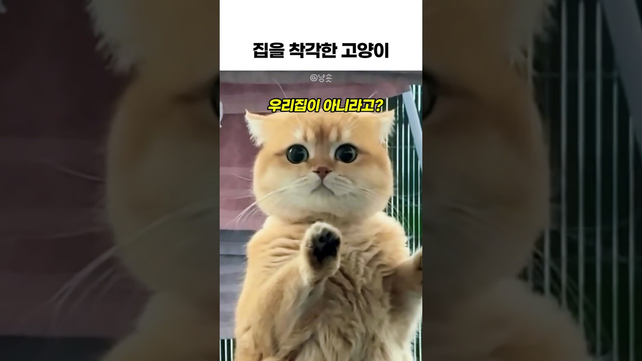 집을 착각한 산책냥이ㅋㅋ #고양이
