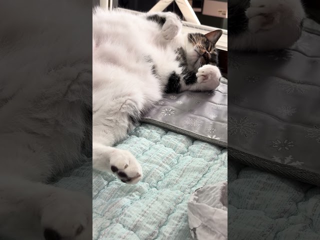 냥 벌러덩