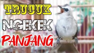 TRUCUKAN RIBUT NGEKEK PANJANG UNTUK PIKAT TRUCUK HUTAN