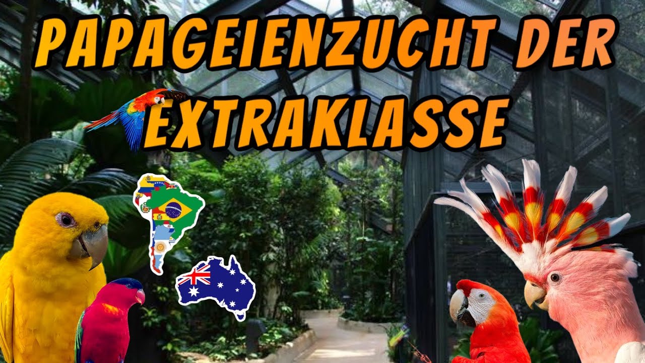 Papageienzucht der Extraklasse - Aras, Kakadus & Co in Österreich