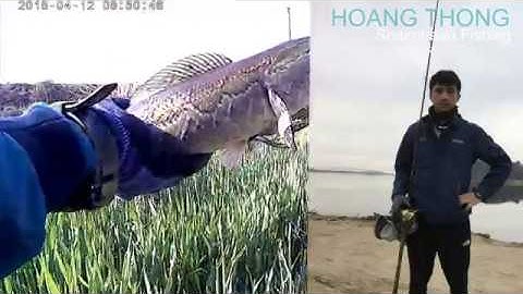 가물치낚시. Câu cá lóc tại hàn quốc 2019