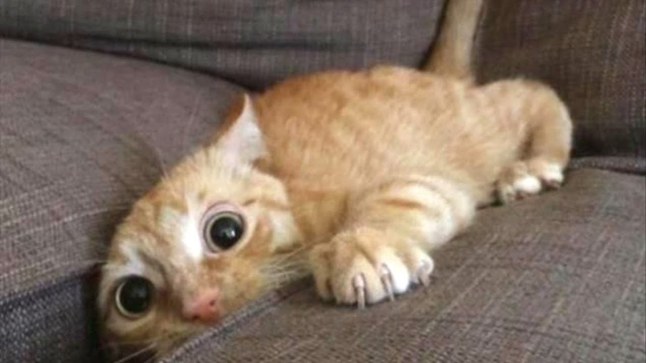 FUNNY VIDEO: Bunch of scaredy cats