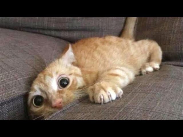 Funniest Scaredy Cat Home Videos of 2016 Weekly Compilation, Funny Pet
