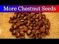 Bought More Chestnut Seeds - Time to Cold Stratify