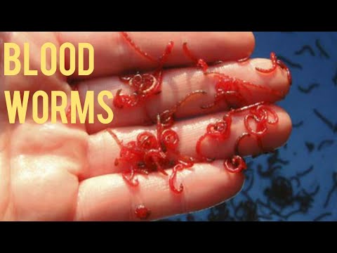 How to find blood worms in your backyard🐛 