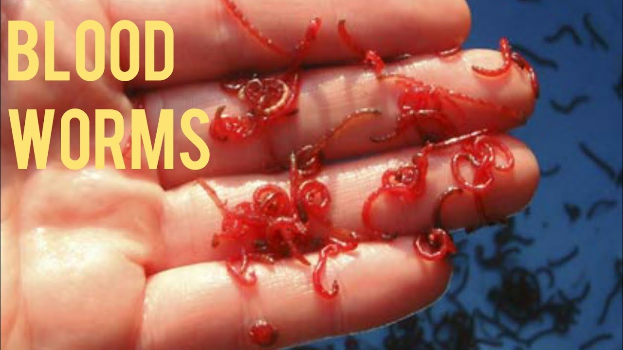 How to find blood worms in your backyard🐛 