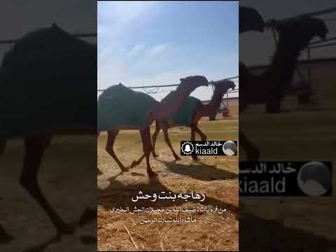 رهاجه بنت وحش المالك رجل الأعمال ضيف الله بن حجيلان الجش المطيري