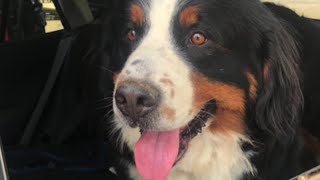 Search for missing dog in Bozeman takes social media by storm