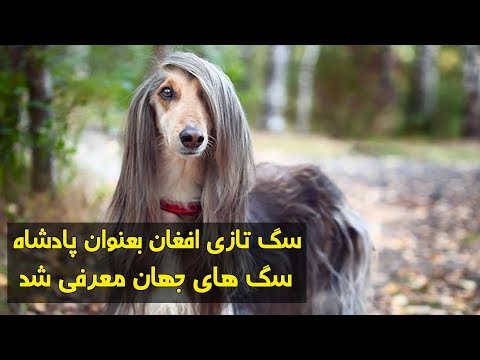 تصویری: نژاد سگ های سگ های شکاری افغان ضد حساسیت ، بهداشت و زندگی