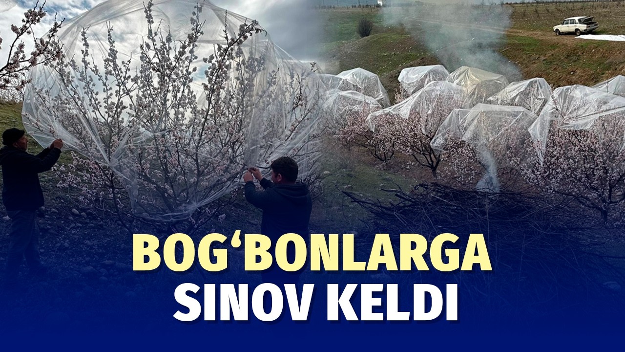 “Daraxtlarni asrash uchun chorvalarimgacha sotdim”