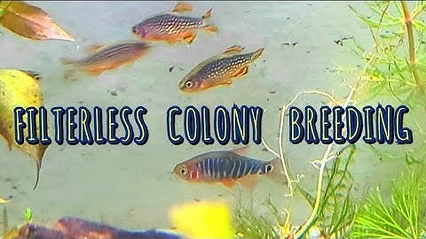How to Colony Breed Nano Fish In A 10 Gal. Tank With No Filter - CPDs / Galaxy & Emerald Rasboras