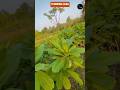 Greenway Nursery call me 9027041055 and 9286741055