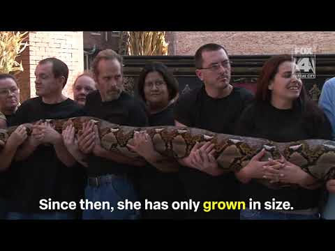 World record python turns 15 this year at KC haunted house
