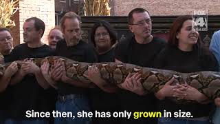 Famous World record python turns 15 this year at KC haunted house Wealth