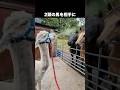 絶対にツバを吐きすぎなアルパカ #アルパカ #動物