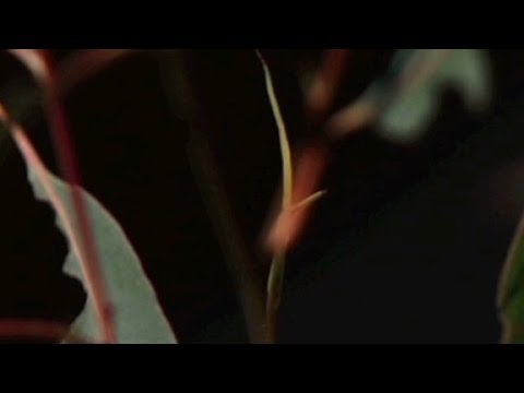 Scientists find gold growing on eucalyptus trees