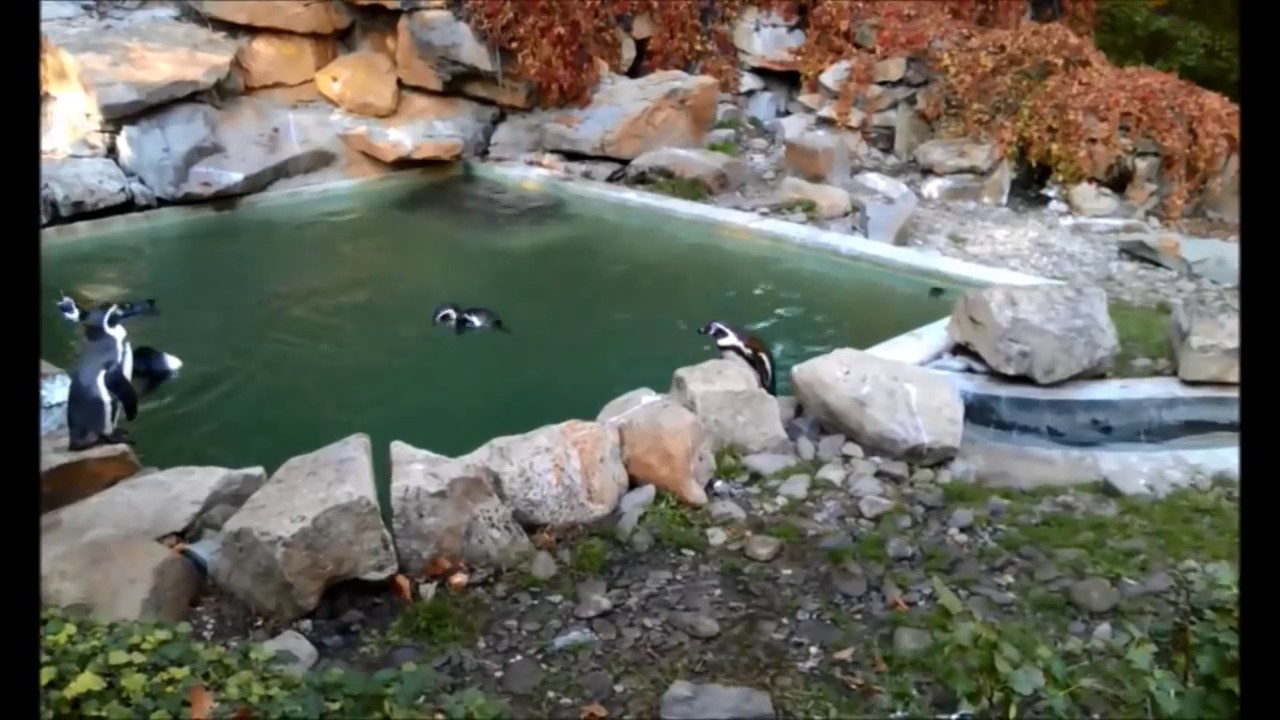 zoo-le-n-tu-n-ci-youtube