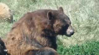 Bear Country USA Rapid City South Dakota
Bear Country USA Rapid City South Dakota Bear Country USA Rapid City South Dakota