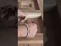 door design #woodworking #furnitureguru #homedesign #diy #laminate #mainentrance #maingate #diy