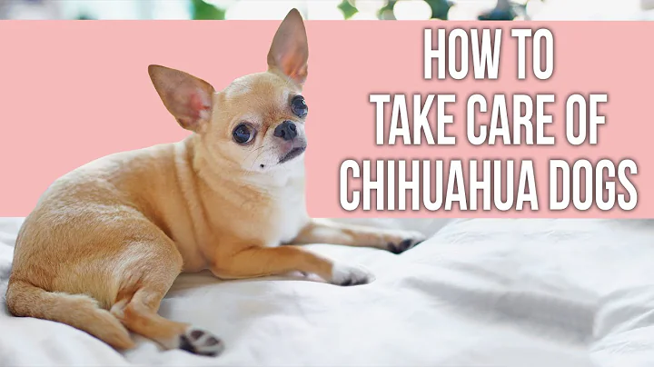 How to Take Care of Chihuahua Dogs - DayDayNews