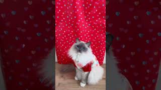 Meet the World's Most Affectionate Cat: The Ragdoll!'  #cat #ragdolls  #catshorts #pets