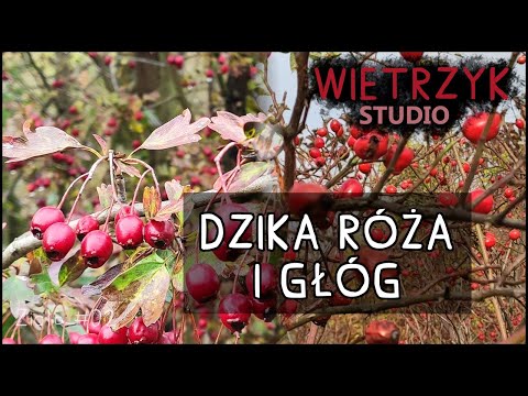 Wideo: Jak Gotować Napar Z Dzikiej Róży