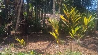 Pemilu-doel sumbang|