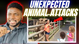 🇬🇧BRIT Reacts To UNEXPECTED ANIMAL ATTACKS!