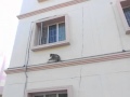 monkey tricks....