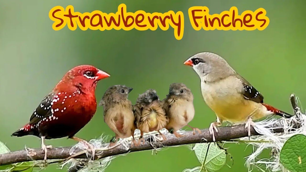 Полное руководство по разведению земляничных зябликов | Секреты размножения, определения пола, ко...