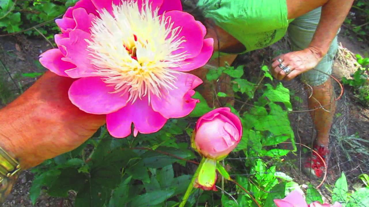 Bowl of Beauty Peonies on Salt Spring Island