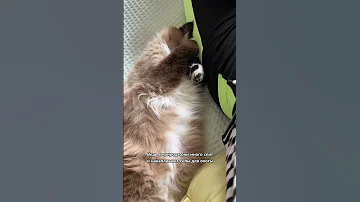 Что больше всего любят кошки 😻😻