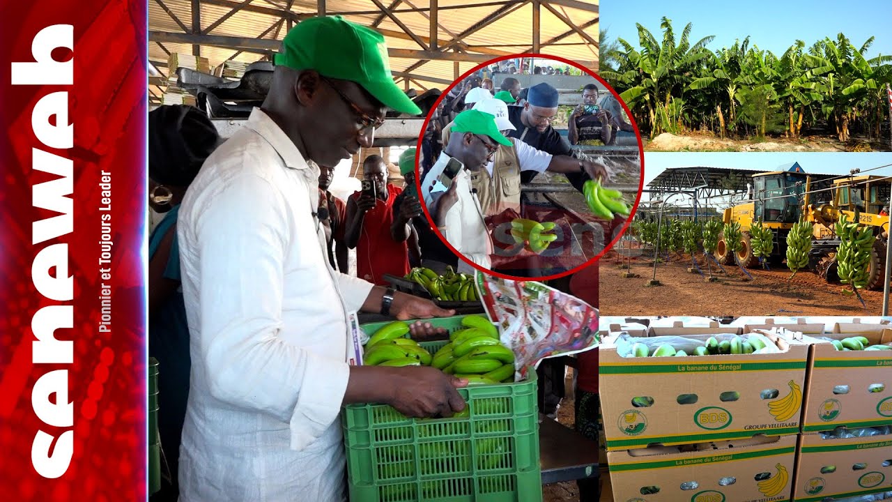 Groupe Yellitaare : Dr Mabouba Diagne rencontre les « rois » de la banane sénégalaise