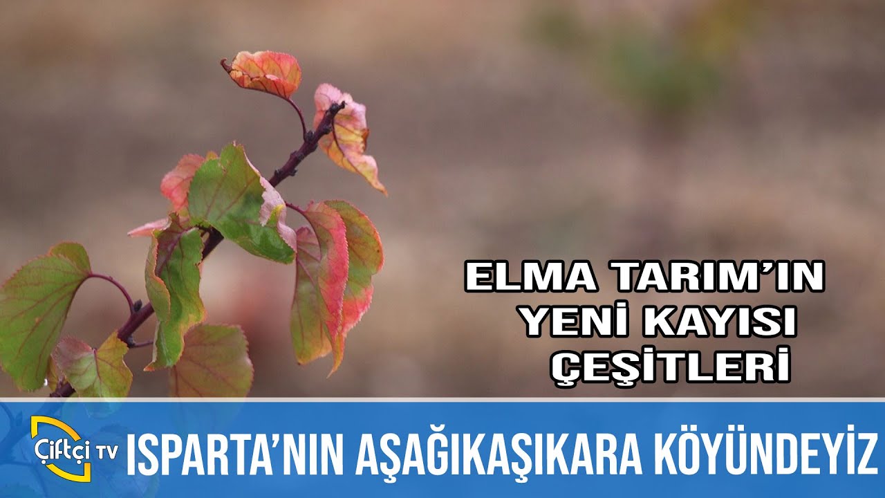 Elma Tarım'ın Yeni Kayısı Çeşitleri - TARLADAN BAHÇEYE