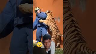 Detik-detik Harimau Menerkam Ahmad Alshad. Teona. Hewan Buas. #animals #fyp  #shorts #trending