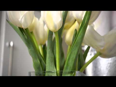 Video: Hvordan plejer man afskårne tulipaner derhjemme?