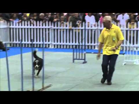 border-collie-whitney-winning-the-weaving-mania-contest,-wodac,-south-africa