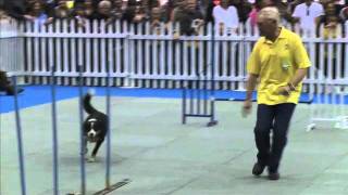 Border Collie Whitney winning the weaving mania contest, WODAC, South Africa by Dog TV South Africa 110 views 12 years ago 31 seconds