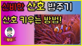 대박!! 신비한 산호 키우기 ?? 밥주기 영상 ☆ 사육하는 방법 공개 [턈규]
