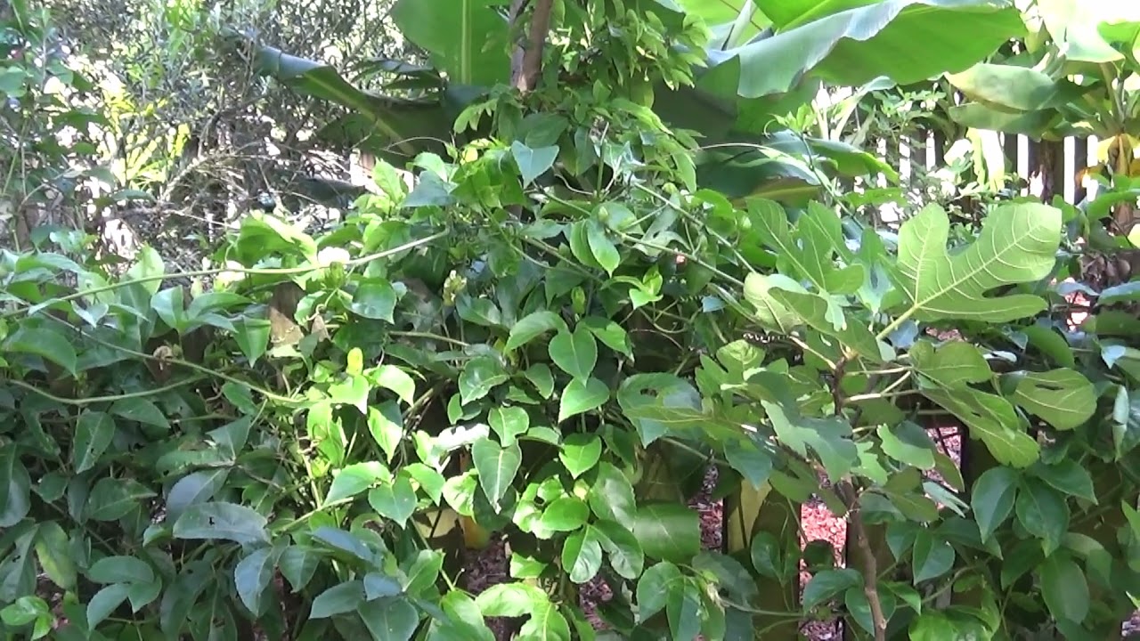 Can You Grow Granadilla In Florida The 24 Detailed Answer