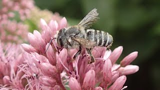 Threats to bee populations