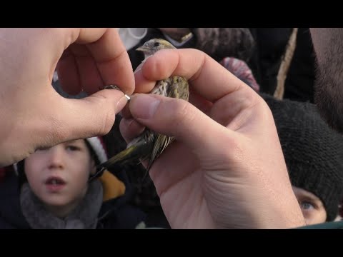 Gyerekek segítségével gyűrűzött madarakat a Természet Háza