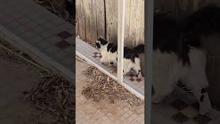 New Day with Bugsy &amp; Cali Jr. #cute #cat