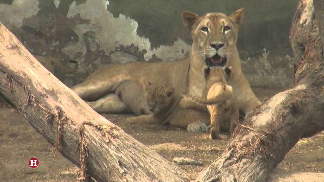 Cachorros De Leones Los Nuevos Consentidos Del Zoologico De Barranquilla