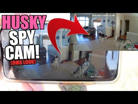 What My Husky Does At Home Alone (SPY CAM!)