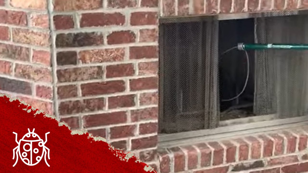 Raccoon in Chimney YouTube