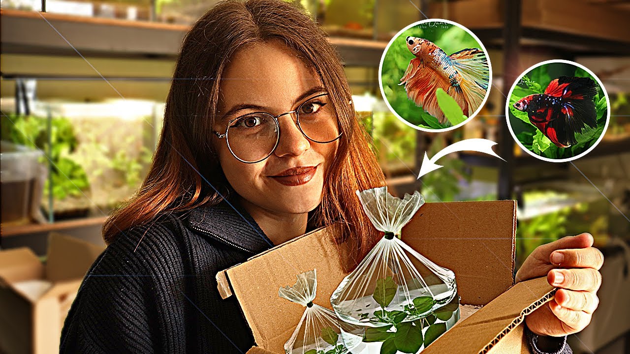JE REÇOIS DE NOUVEAUX BETTAS MULTICOLORES !🐟📦 Unboxing + Guppys 🌿