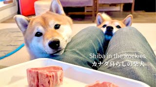 Shiba Inus attracted by lamb meat that appeared on his birthday [4K] by Shiba in the Rockies / カナダ暮らしの柴犬 15,849 views 2 months ago 6 minutes, 51 seconds