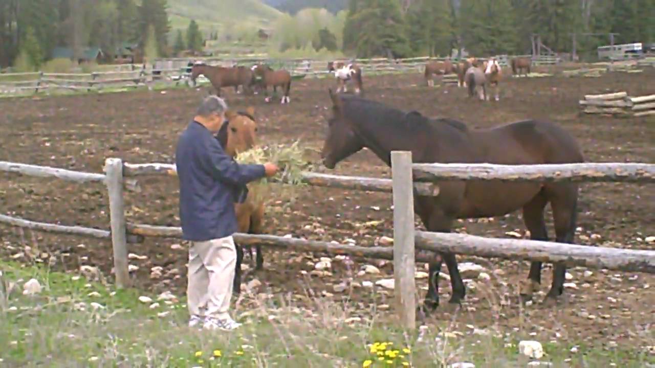 Spotted Horse Ranch - 2 - YouTube