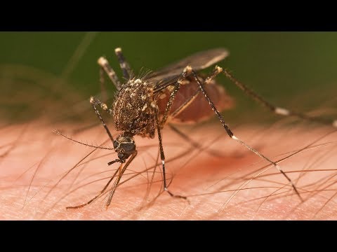 Video: Սփրեյներ և աերոզոլներ մոծակներից (40 լուսանկար). Լավագույն արտադրանքի վարկանիշ: Ինչպես են նրանք աշխատում: Ո՞րն է առավել արդյունավետ բնության պահպանության համար: Ինչպե՞ս դա անել տան
